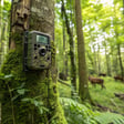 Remote Wildlife Cameras That Reveal Hidden Creatures